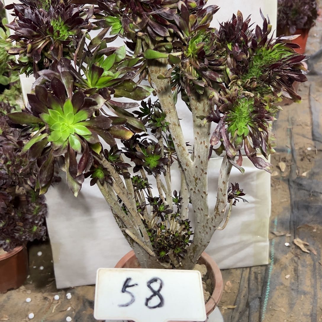 多肉植物黑法师缀花58