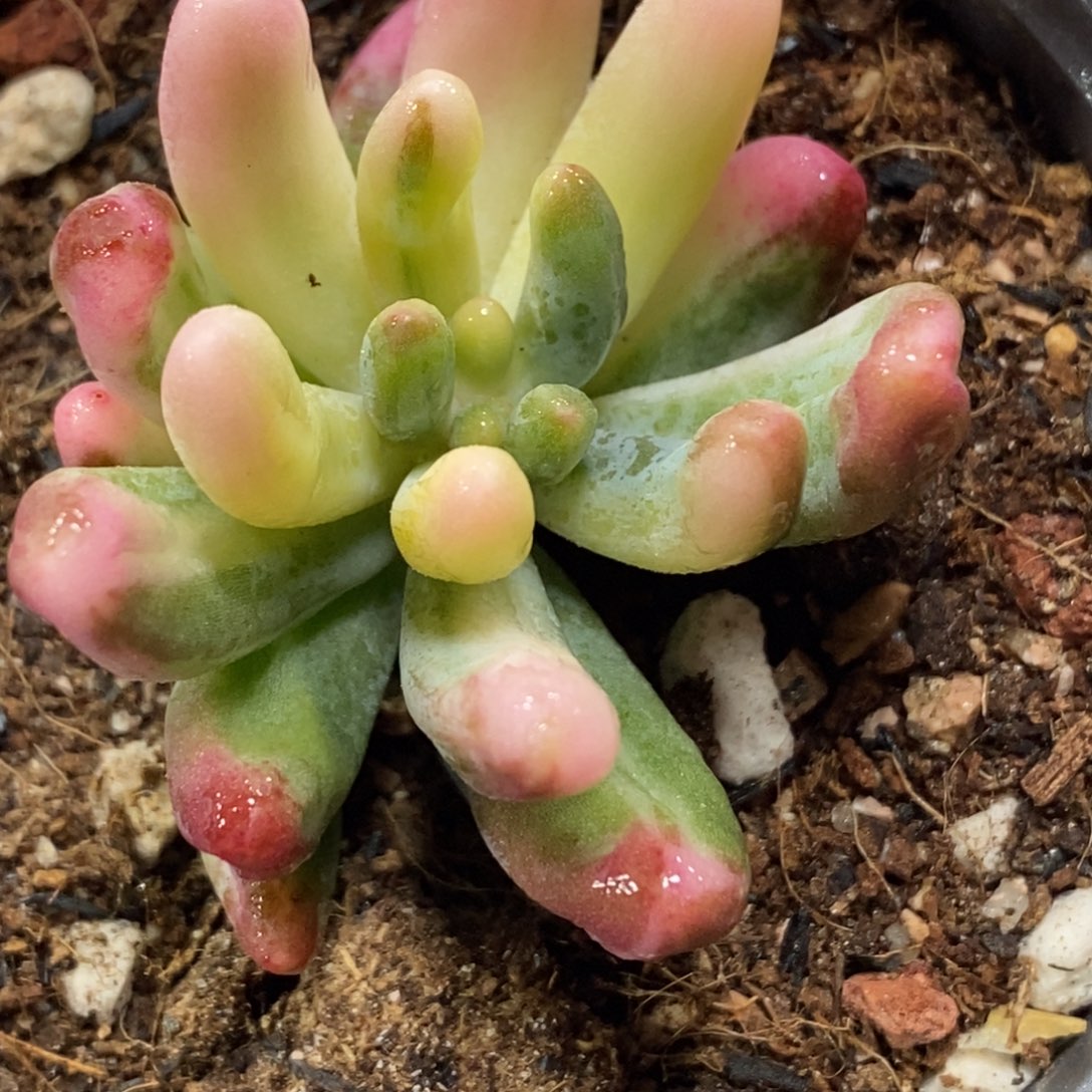 1078乙女心锦 小方花圃一物一拍