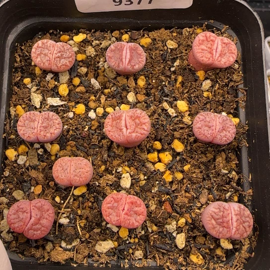 9377。阿克塞尔。默认脱土。18包邮。偏远88包邮