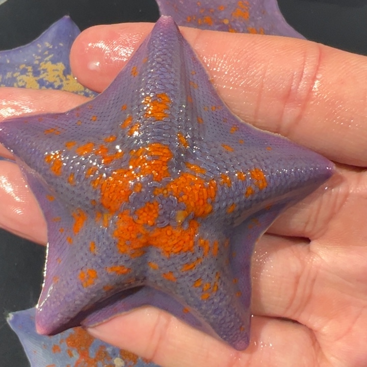 海水5号4指小太奶亮紫