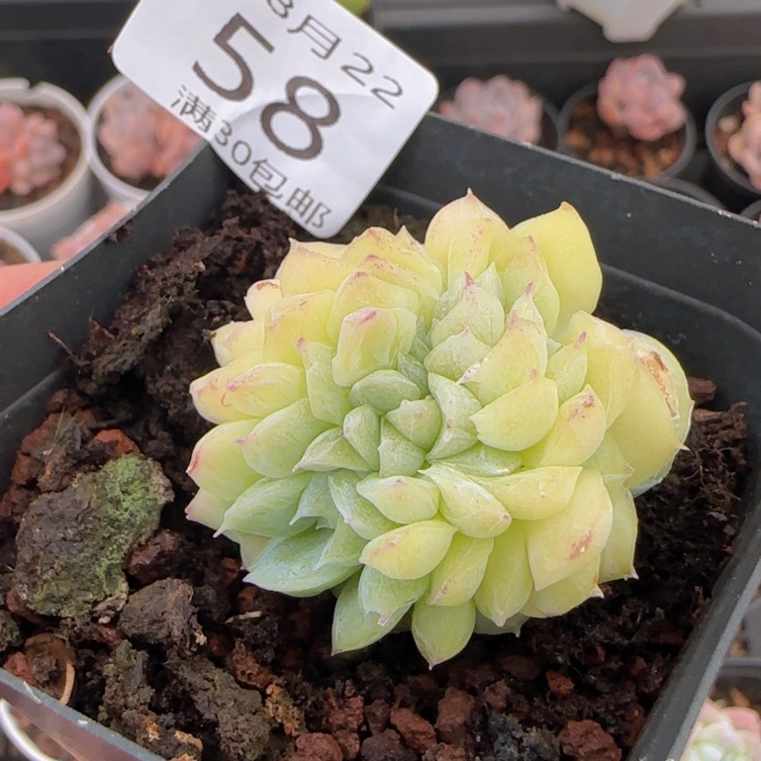 白桃汽水缀化一颗