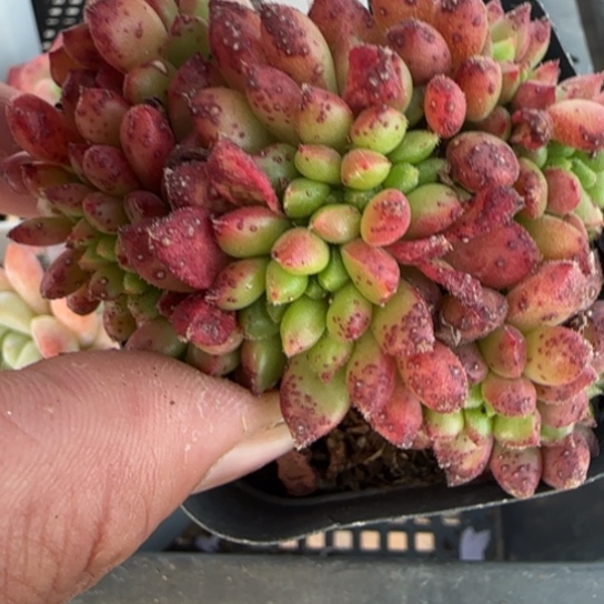 172卡罗尔缀一物一拍多肉