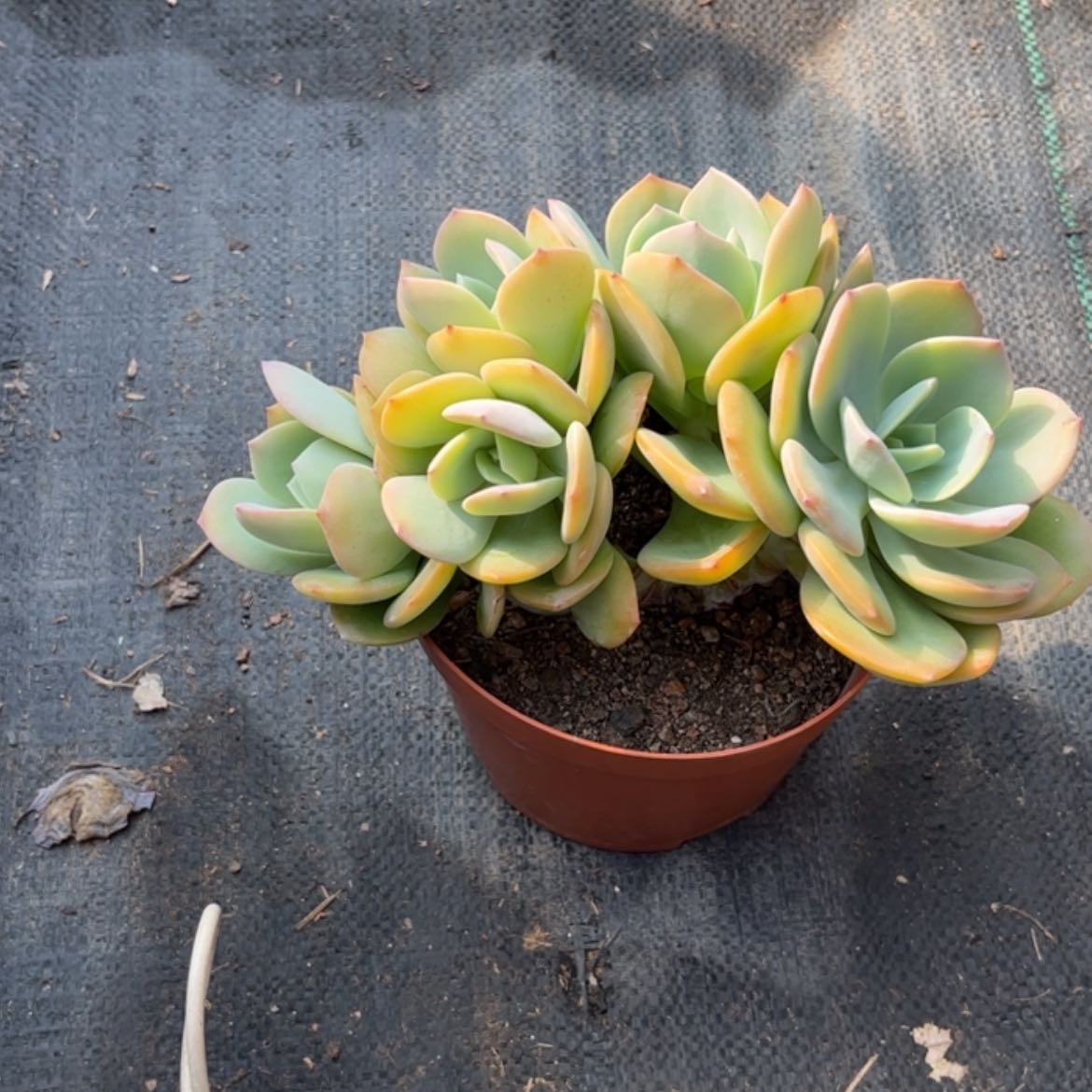 【闪购商品】无花朵?****回