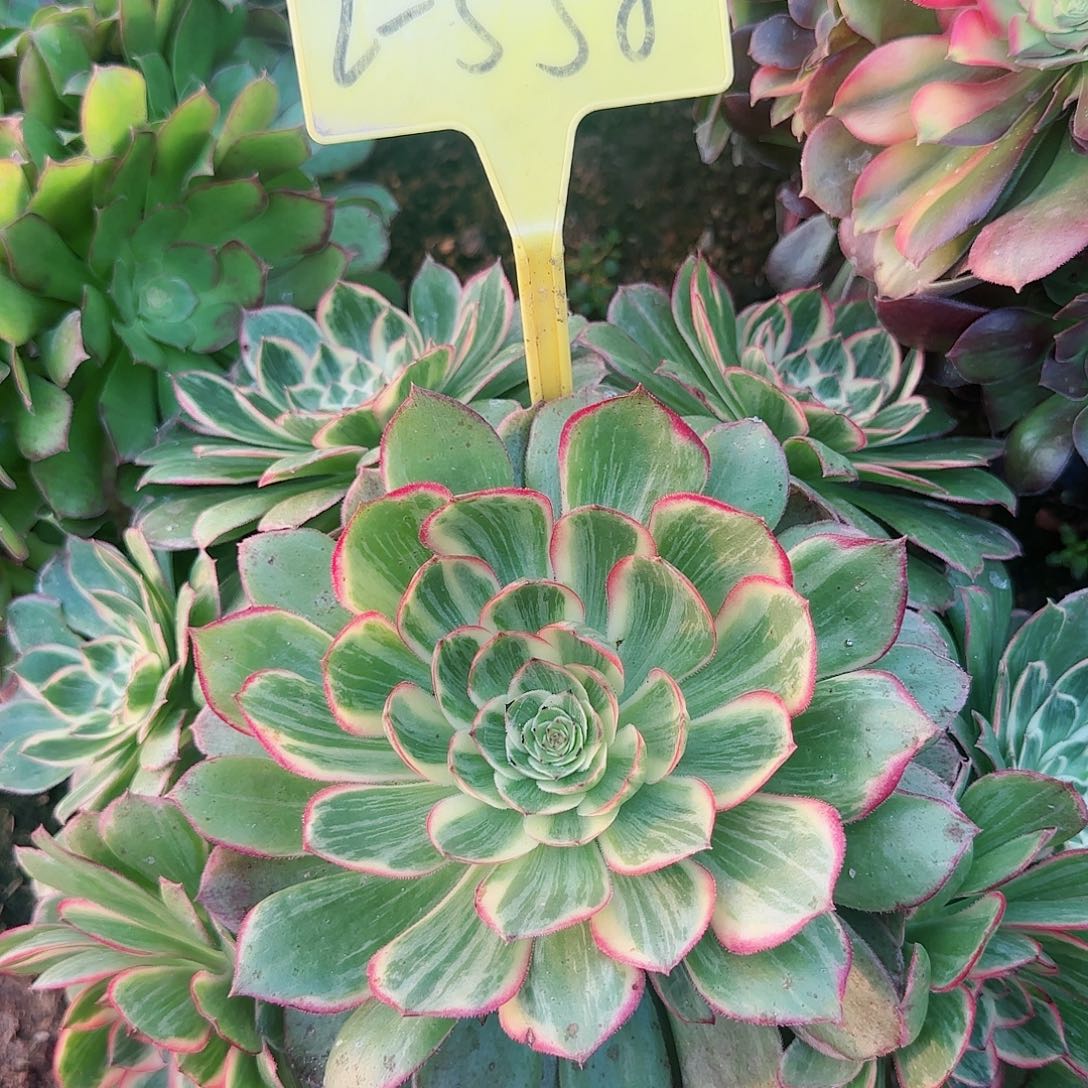 2-558---多头多肉植物