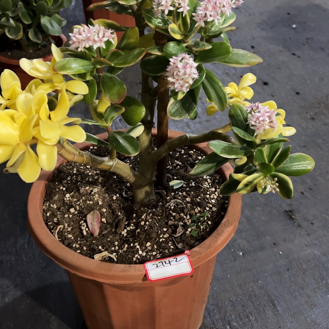 小***灰稀有三色花月白锦带土球发货2742