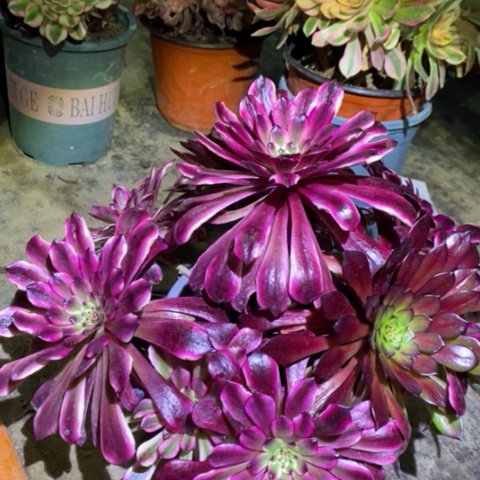 美肌多肉植物001