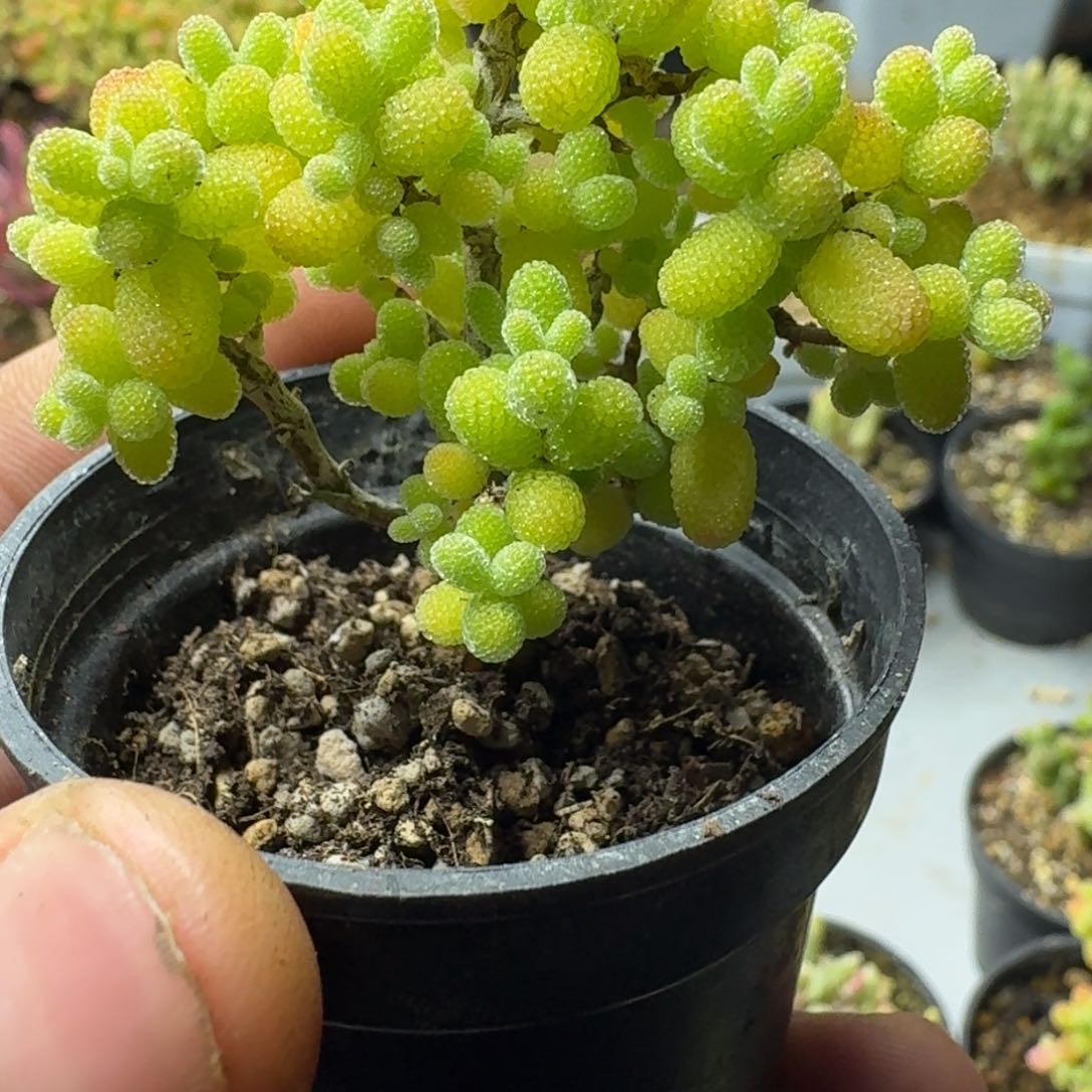 金桔 多肉植物枝干番杏