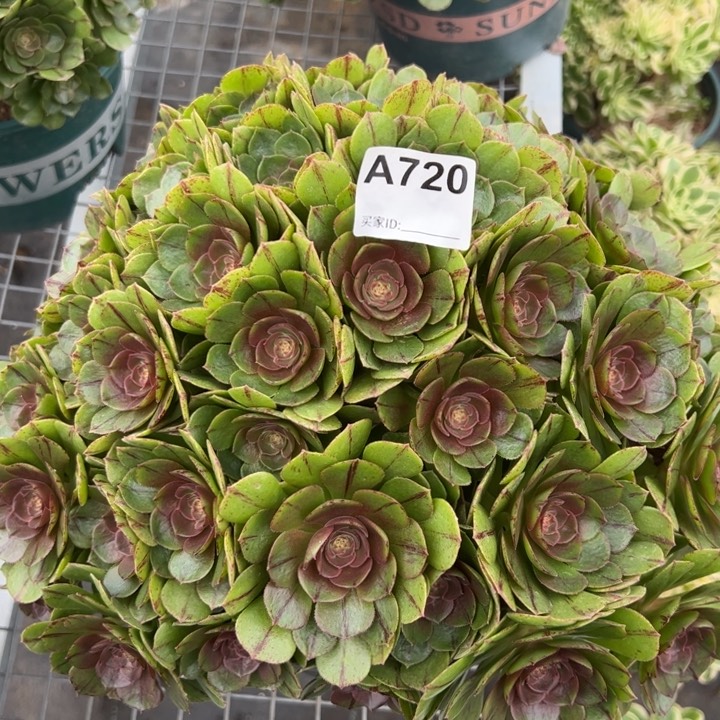 720万拉丝35厘米左右朵朵