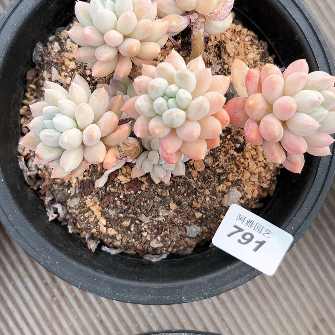 阿雅园艺。            791