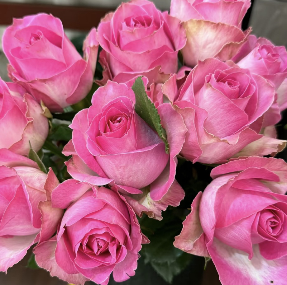 糖果雪山 粉色大花浓香切花四季开花阳台庭院植物好养盆栽地栽苗