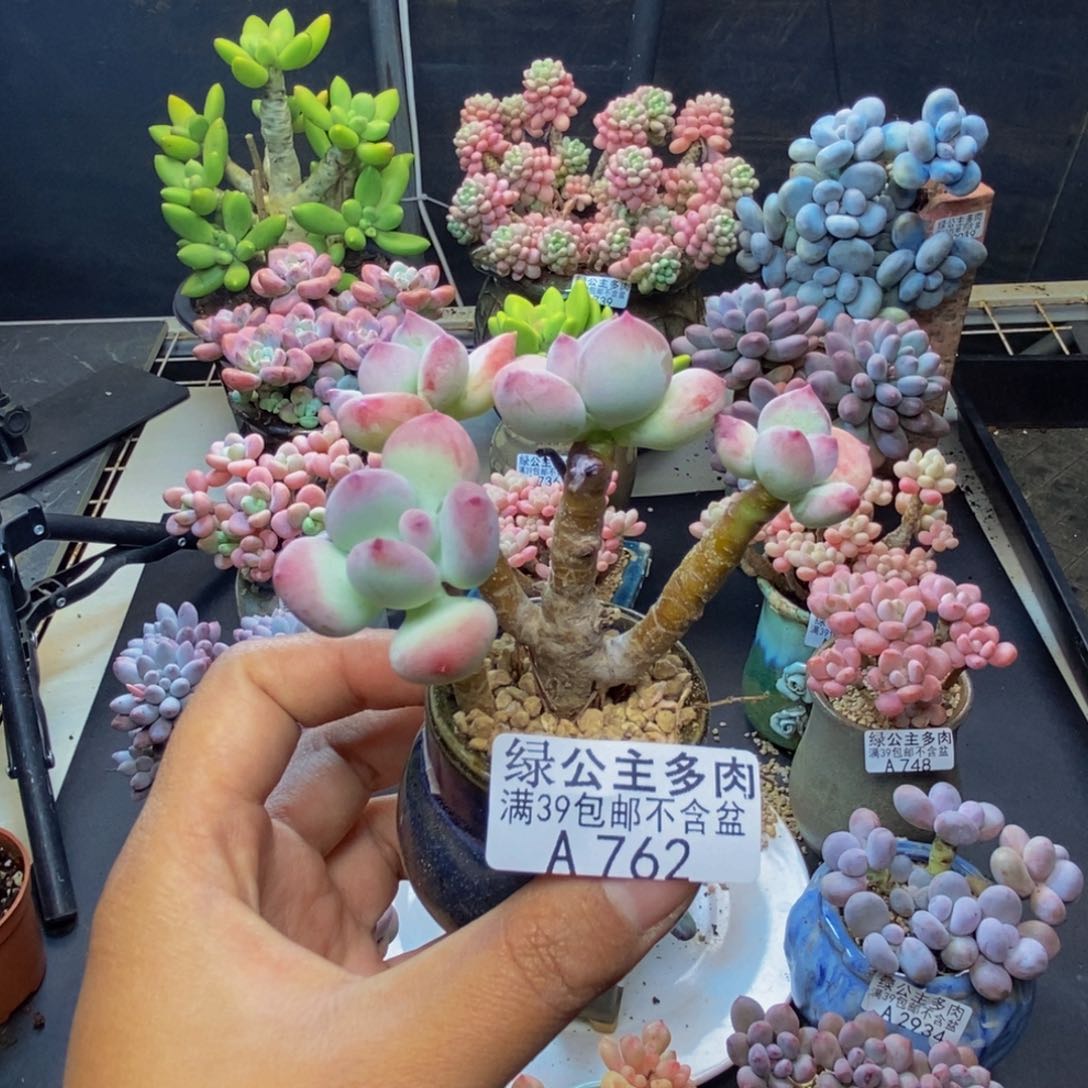 762苹果奶四代多肉6c m