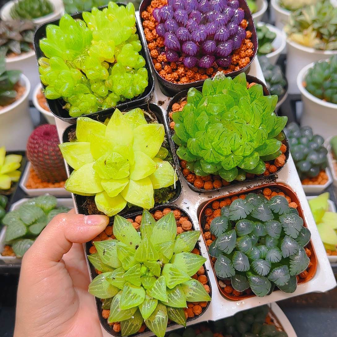 玉露群，蝉翼，黄金，紫宝石，玉露寿，冰灯