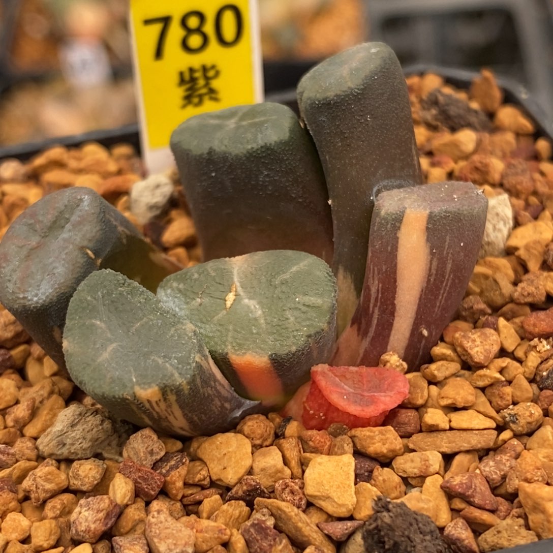 780万象多肉植物