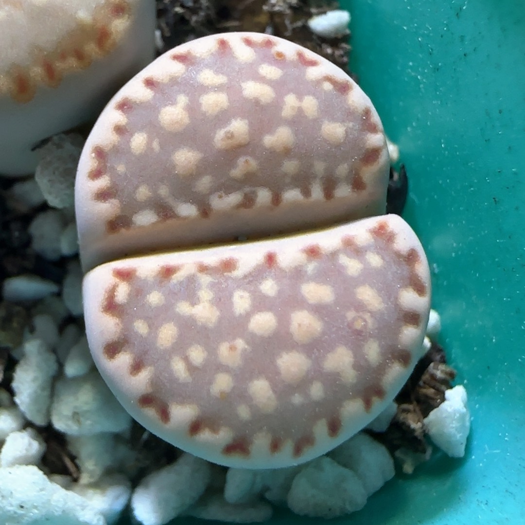 3.5。122饼干。 5091