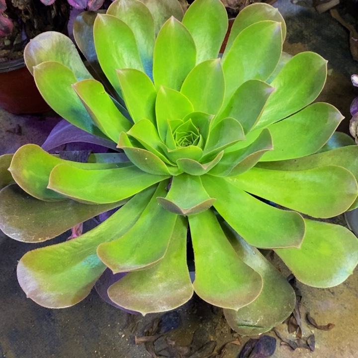 香炉盘多肉断头不包