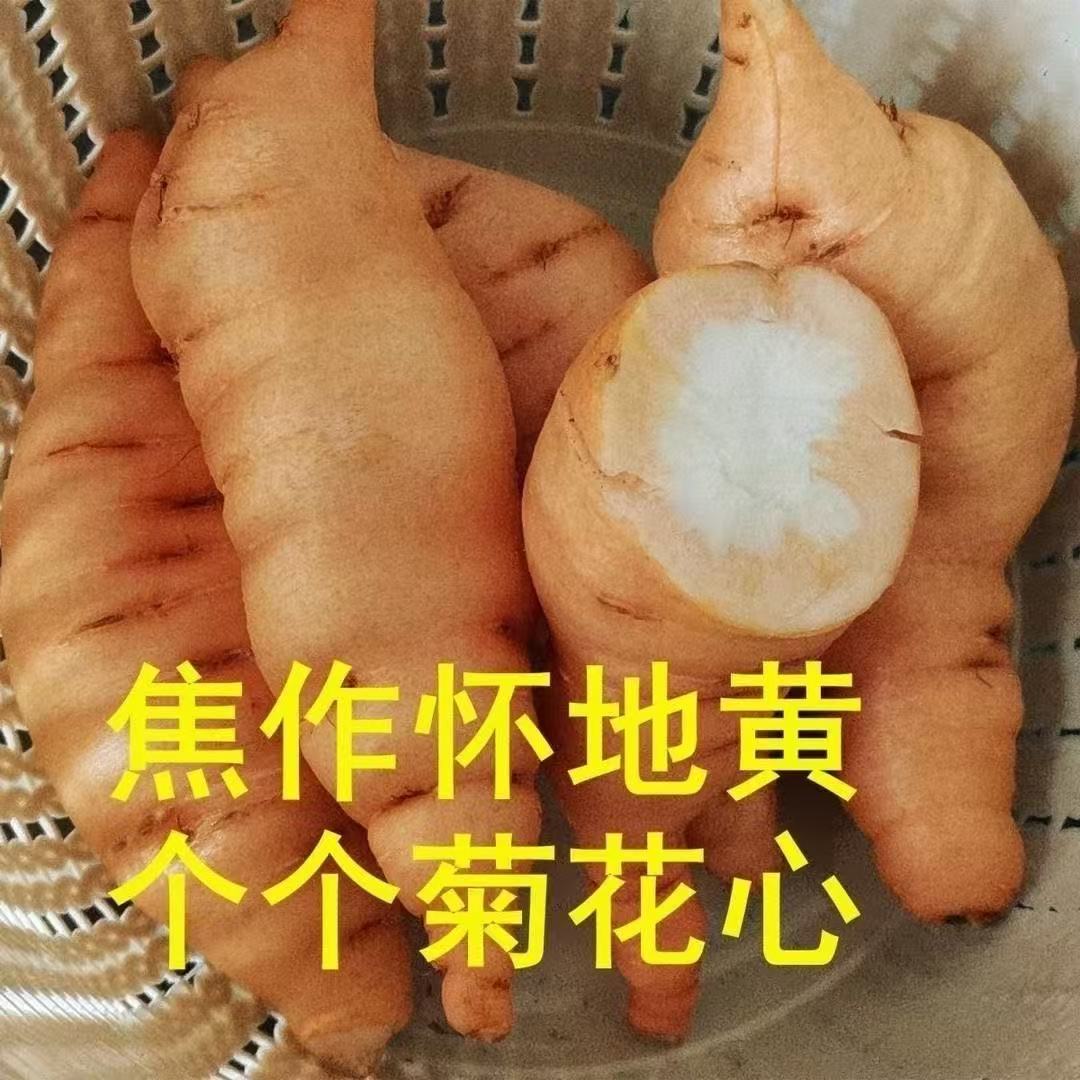 新鲜地黄河南焦作特产怀地黄生地黄现挖现农家自种中药材养生神器