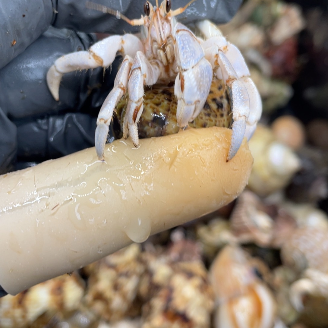 不退不换活体宠物132