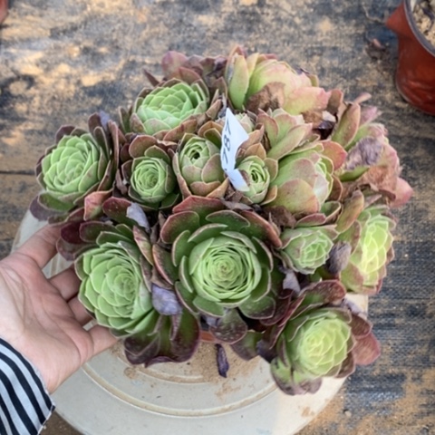 万圣夜包子一物一拍