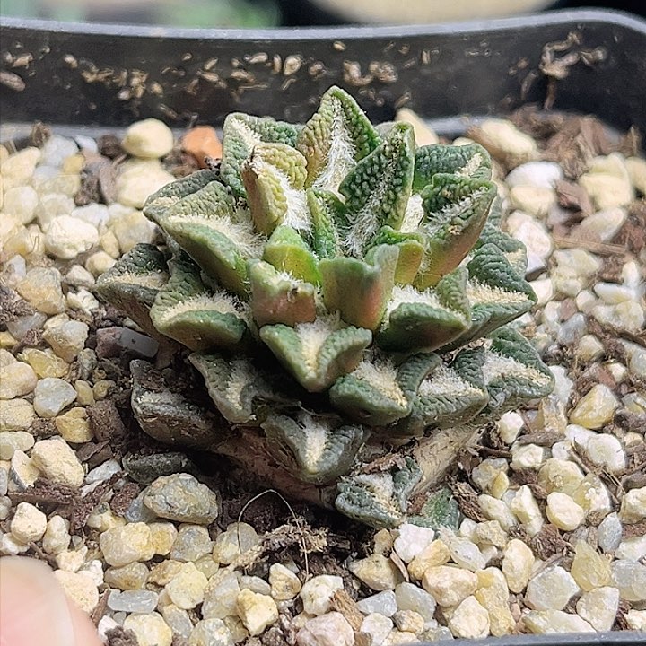 象足黑牡丹拉丝锦 自根养定带盆3.5公分