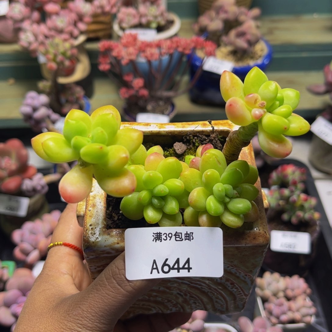 香格里拉644/9cm多肉