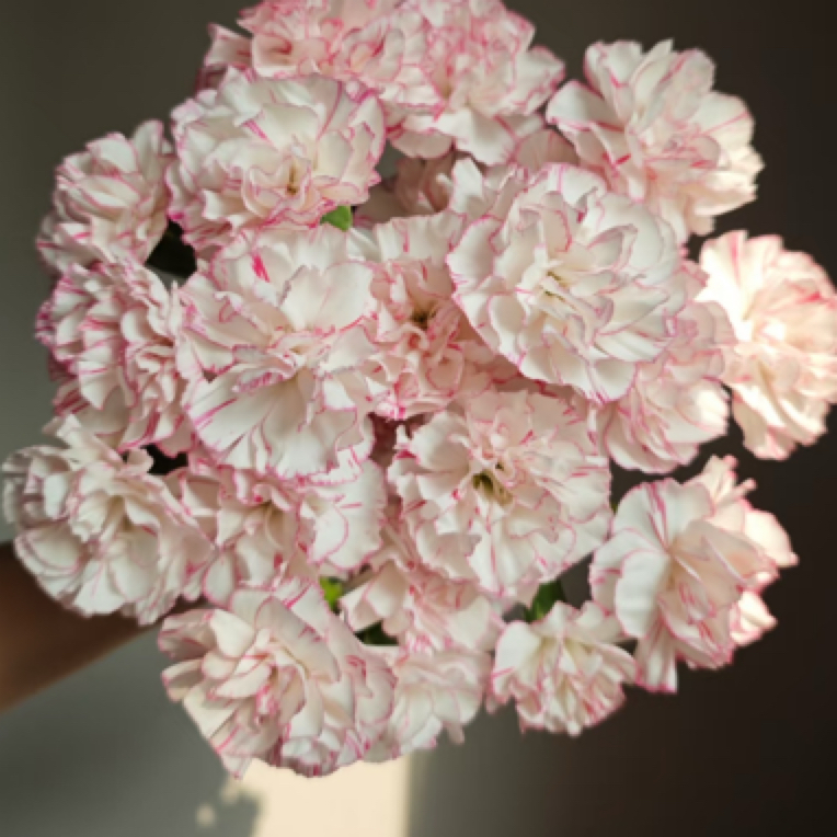 10枝装康乃馨鲜花店多丁南马花园横店东阳小时达同城配送上门