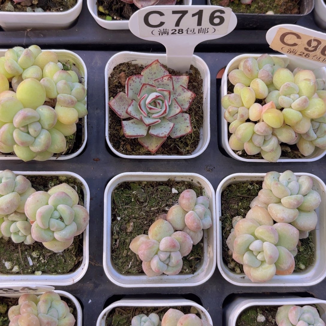 阿***C716剑斯诺娃Yi物一拍