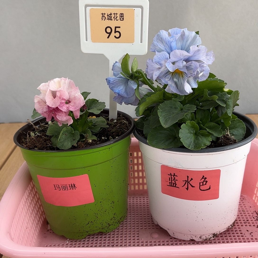 大部分开放少量花苞95