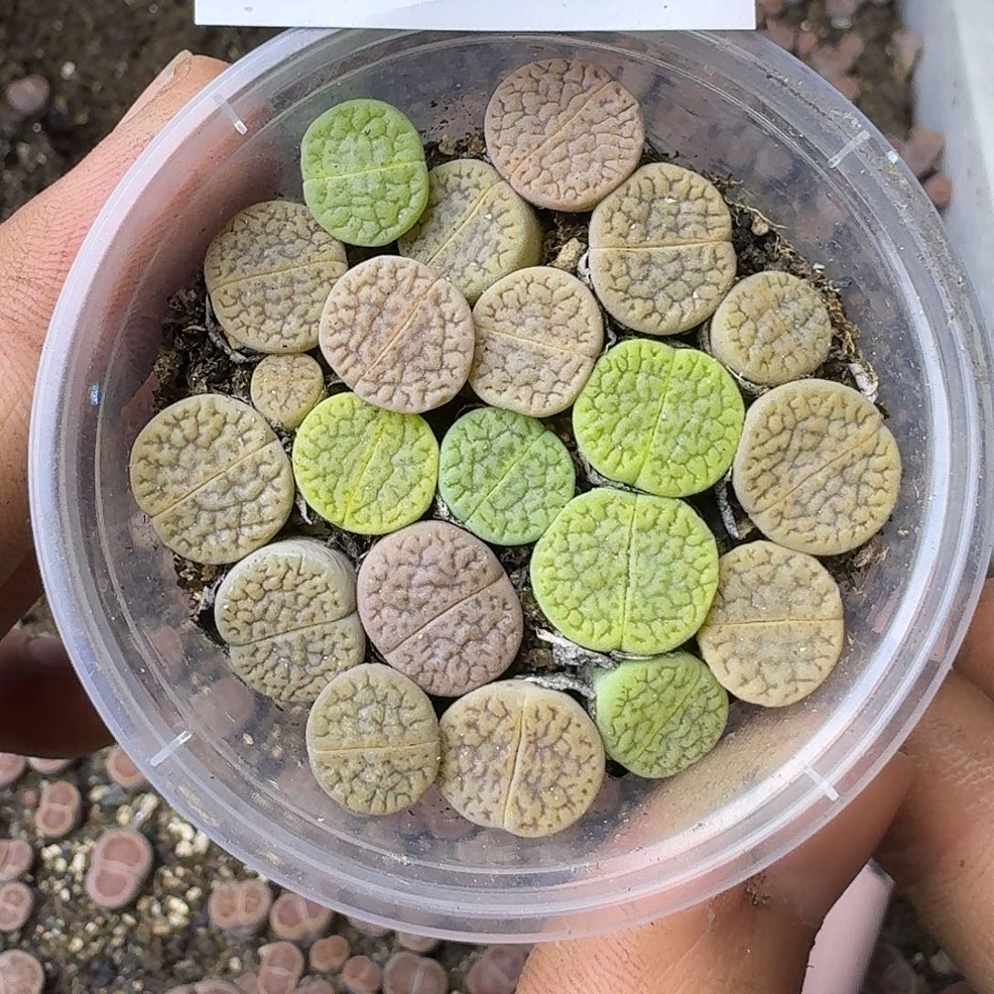 2555 哈哈哈哈哈哈哈哈哈