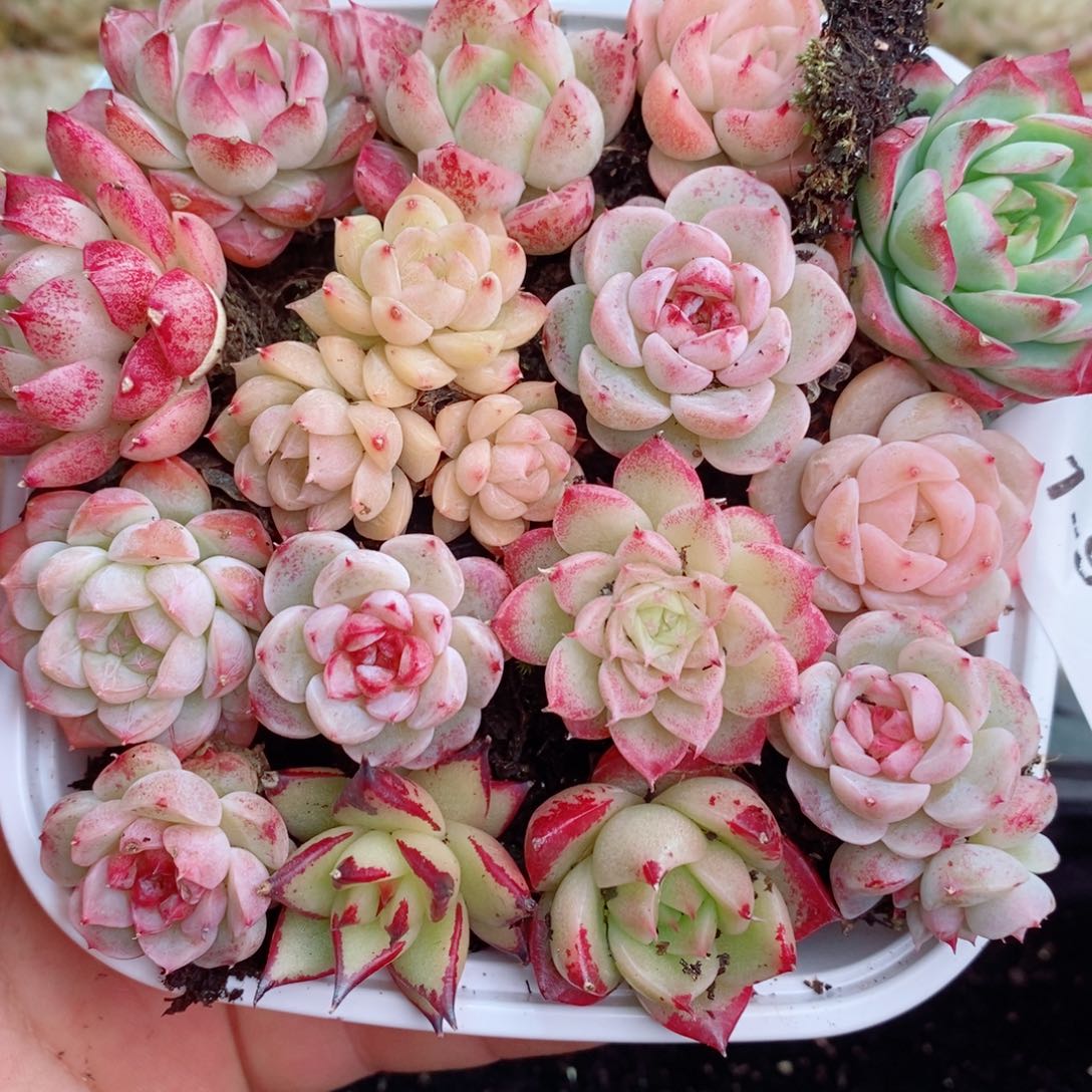 1-952 新疆西藏内蒙不发 12.8包邮2-3公分多肉