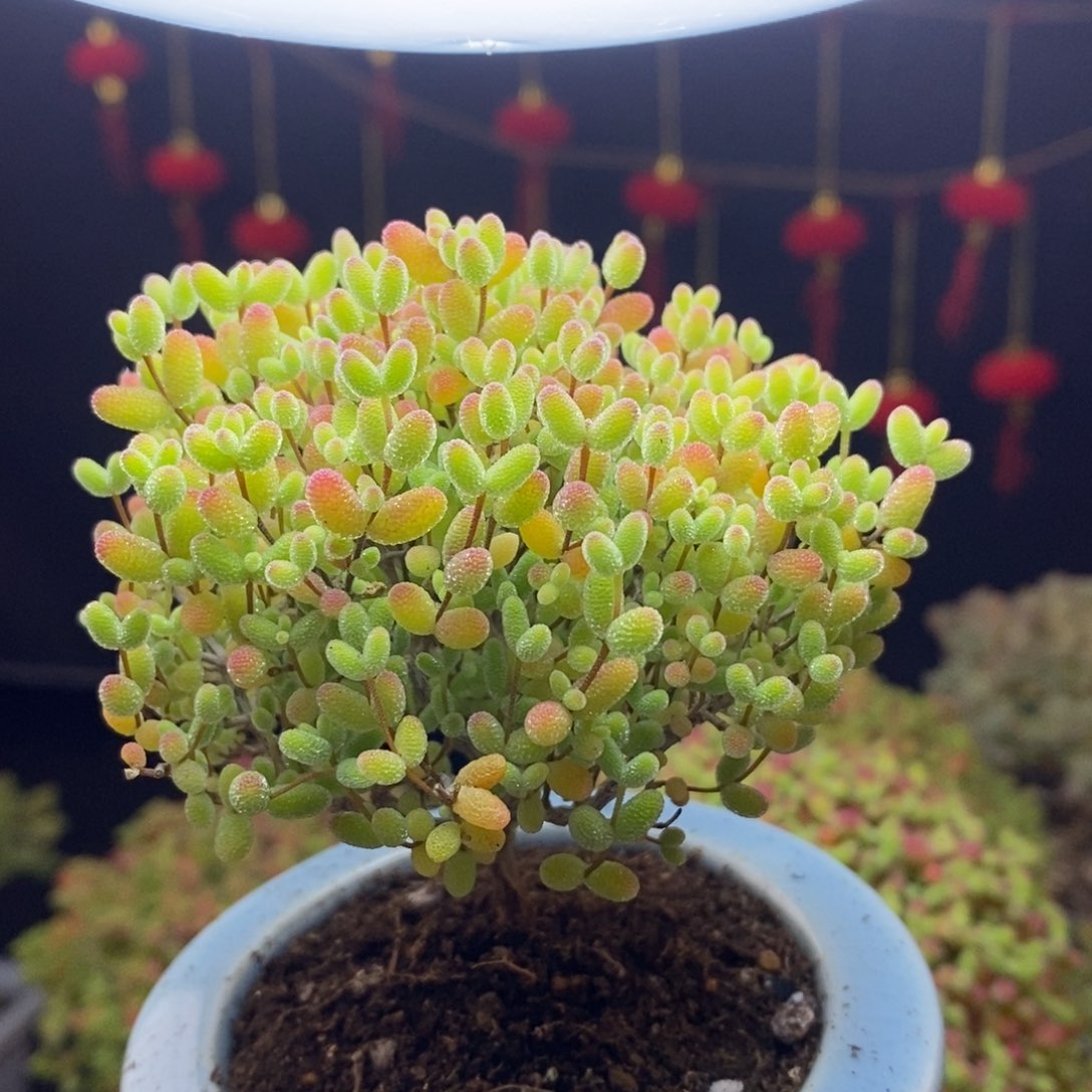 69号蜜橘糖球枝干多肉