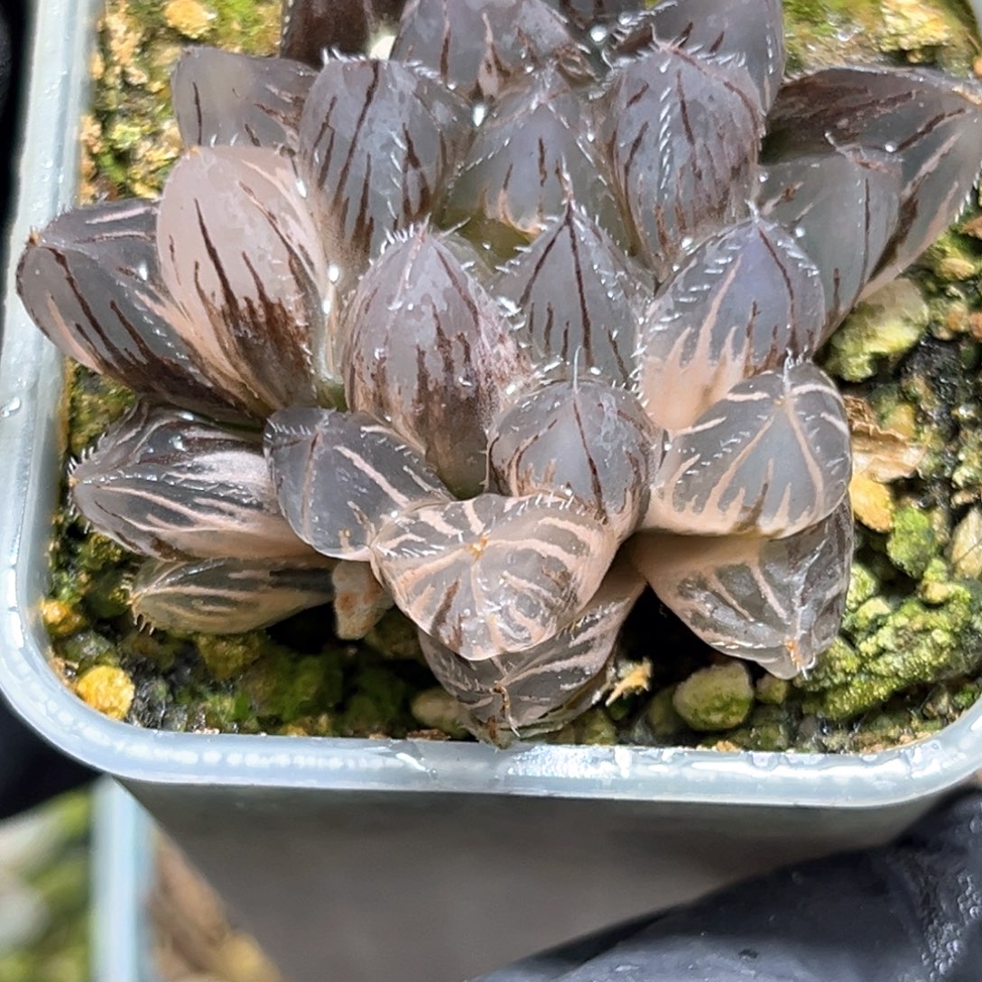 往***！恭喜发财大吉大利646六颗