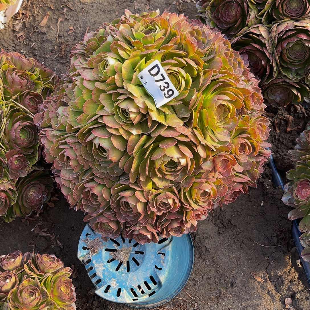 万圣节法师14/32包邮