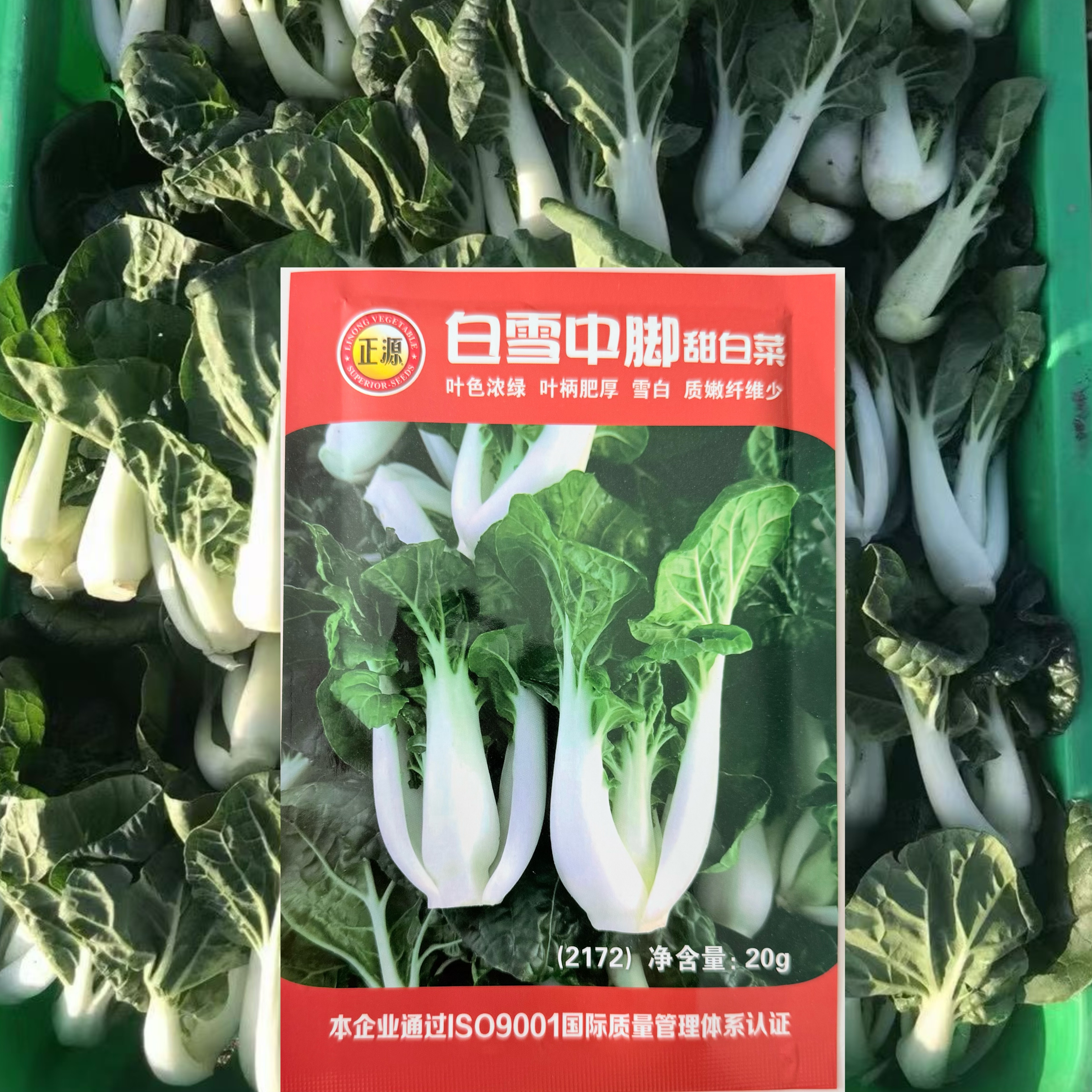 中脚白菜种籽白梗菜春秋季播种种子质嫩纤维少可腌制酸菜蔬菜种子