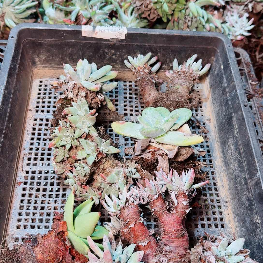 9056瑕疵框拍不售后