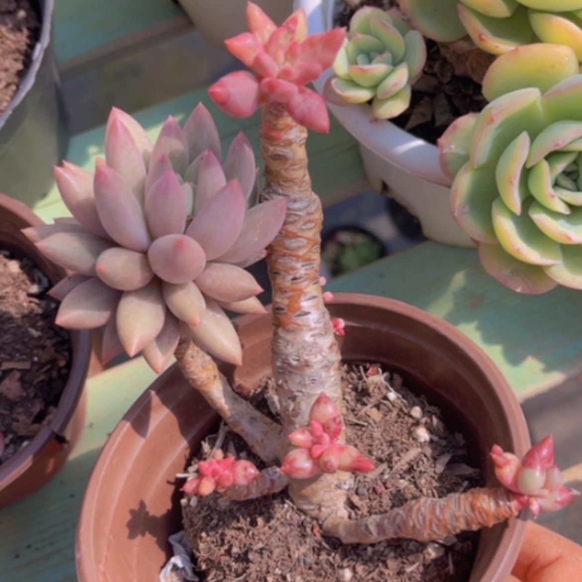 【闪购商品】红蜻蜓03142