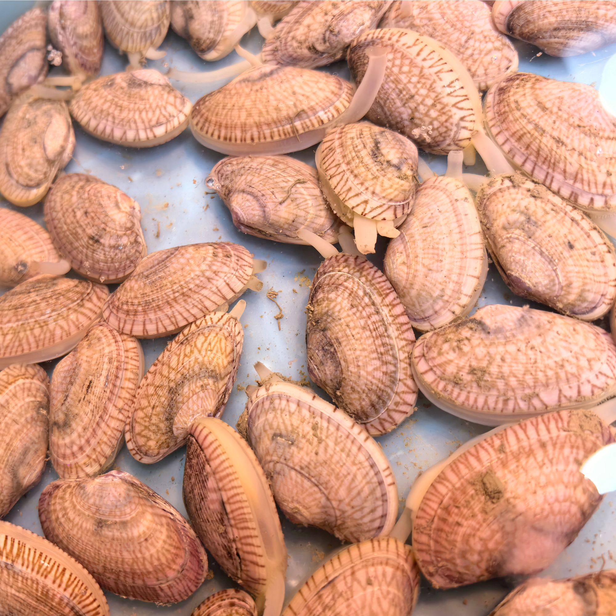 油甲 约300g/份 简单一做就是餐桌鲜滋味
