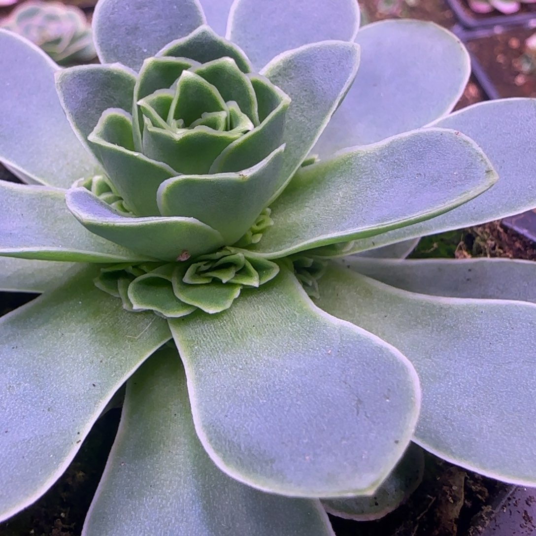 青莲捧花8厘米双层玫瑰