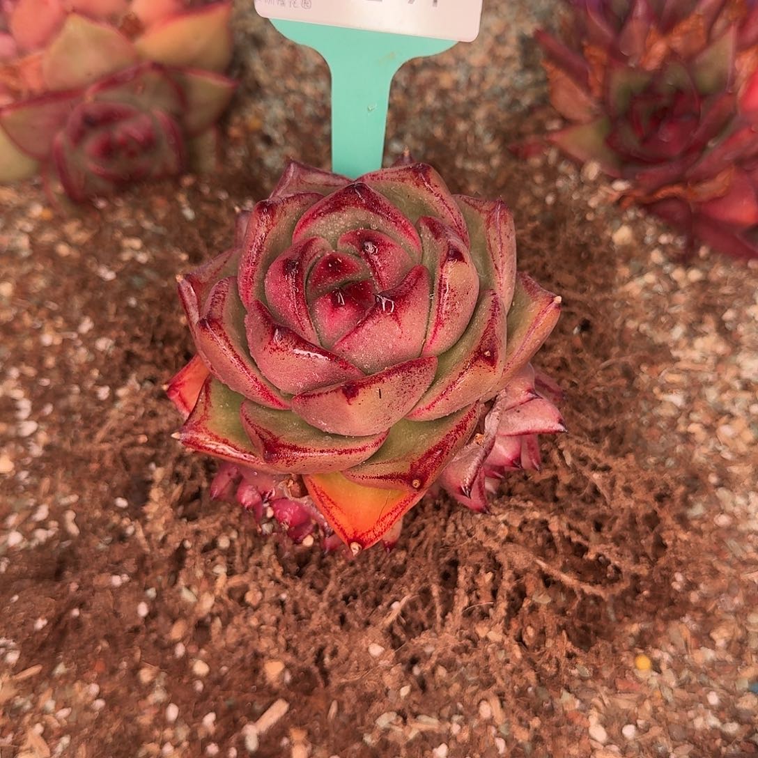 从前慢花园东云系多肉0202-91