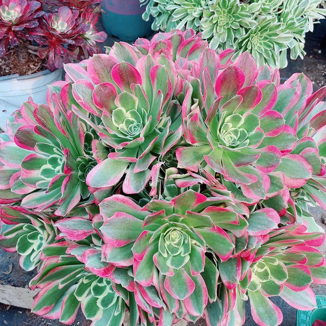 精品一颗花两百分一颗28