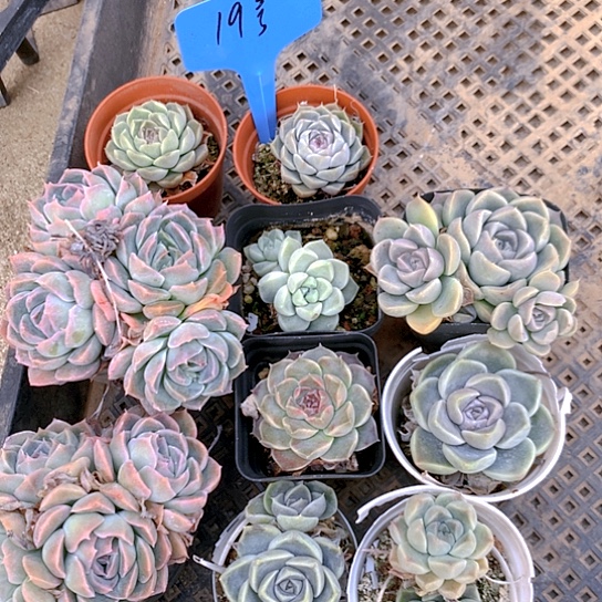 19号多肉植物园艺