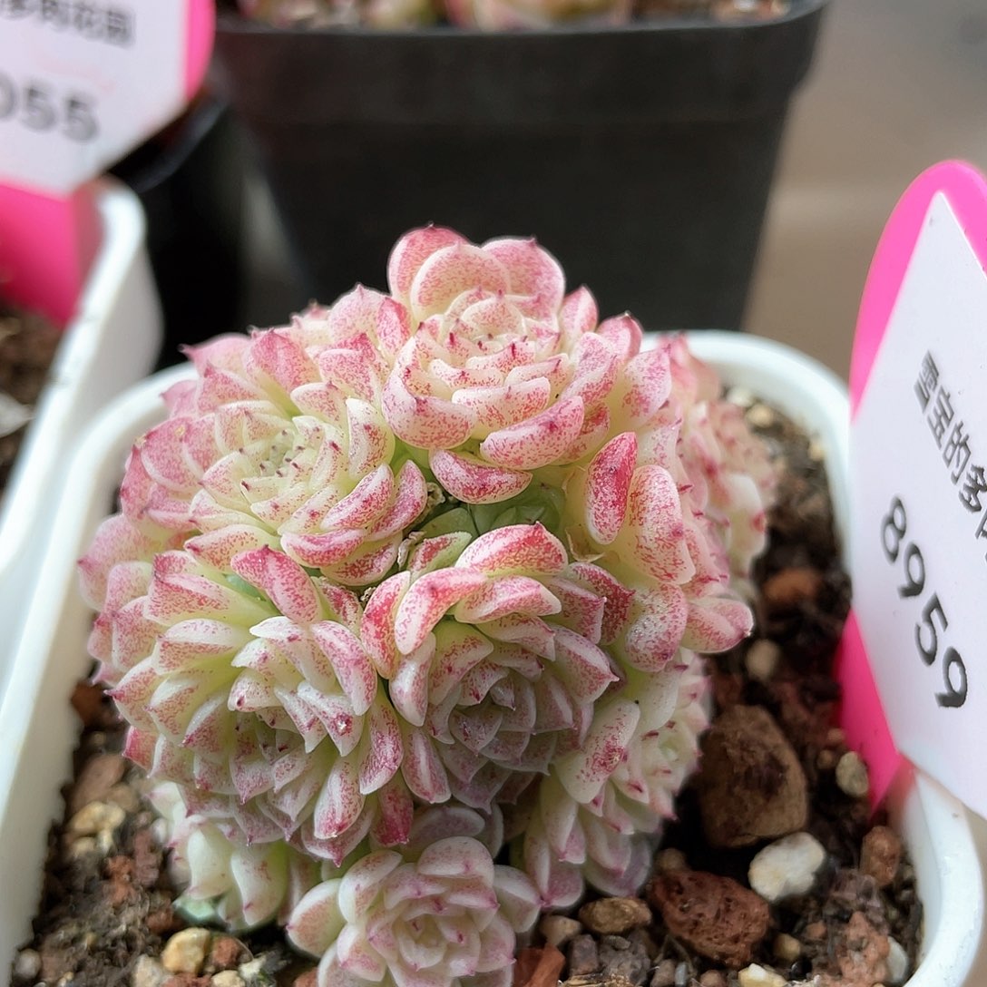 优选麦秆f120福利8959