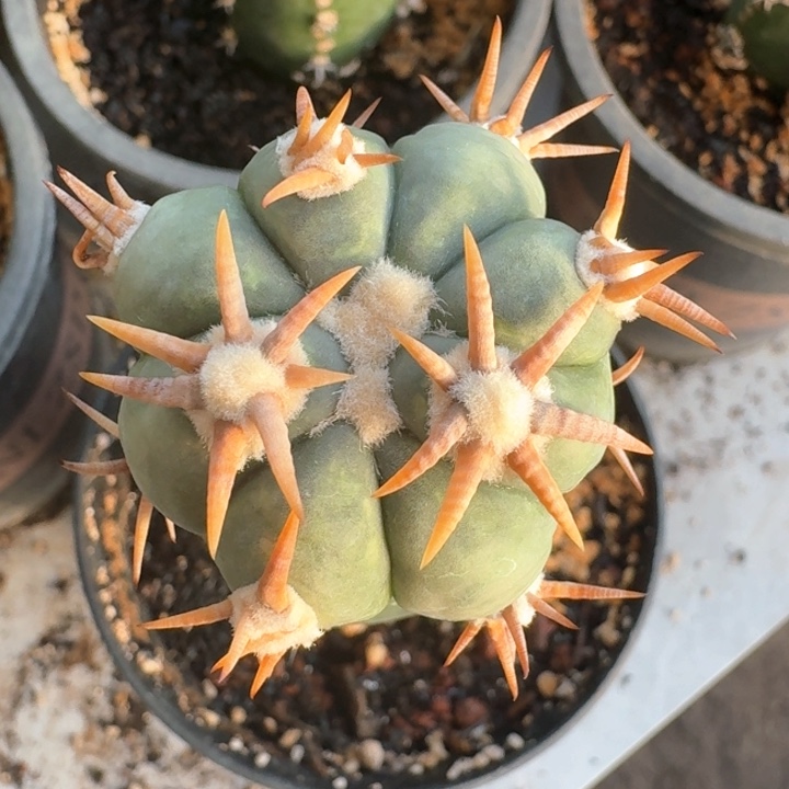 短豪刺精品翠平苗接