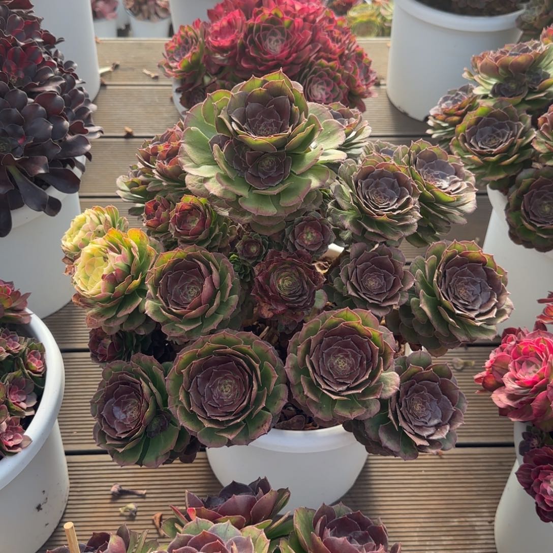 佳***庆海王七彩老桩发货