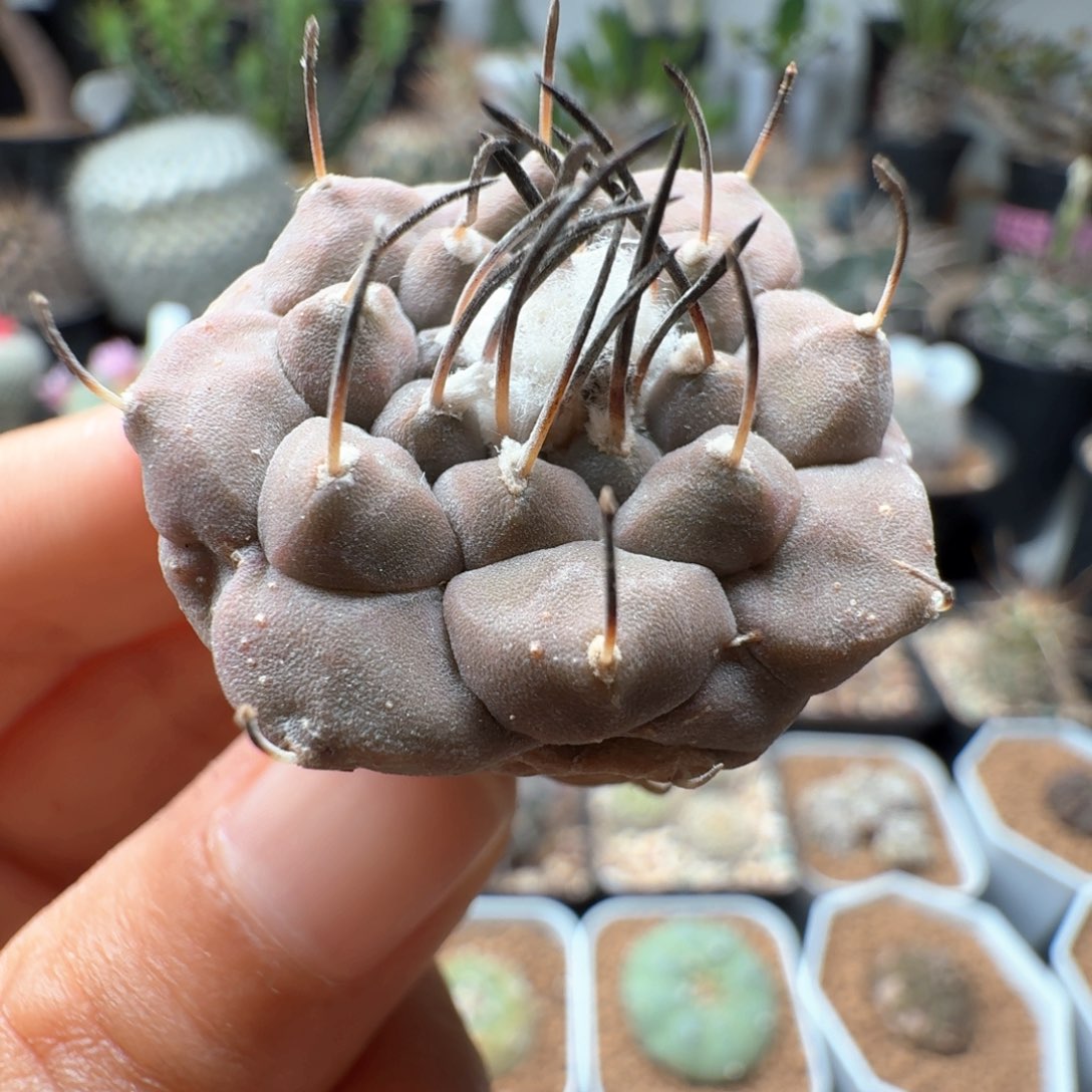 无花朵实生东云娇丽