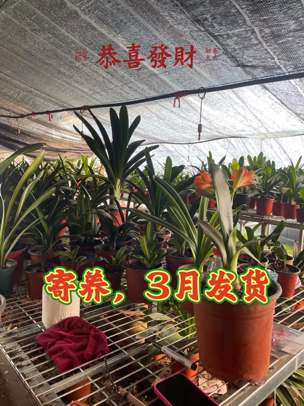 一物一拍*直播链接*君子兰新全集 包邮 一物一价 对版发货