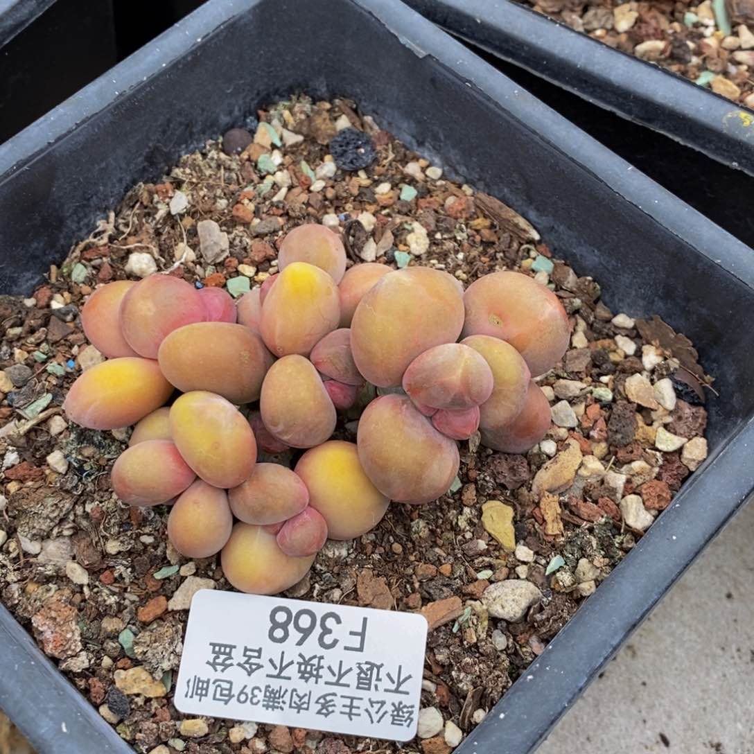 368芒果奶kk奶多肉6cm