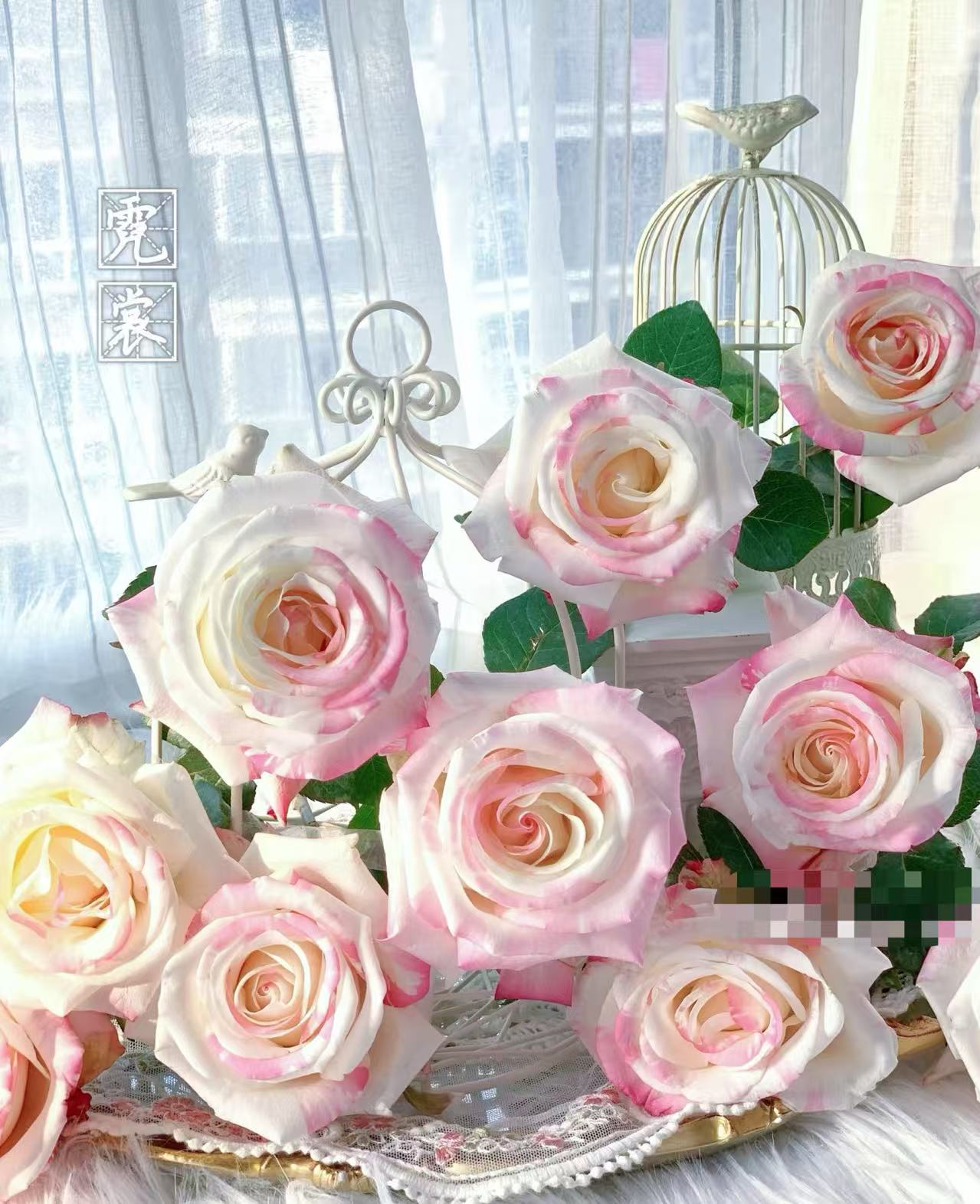 【霓裳单头玫瑰】：两单送配草，三单送园艺剪刀