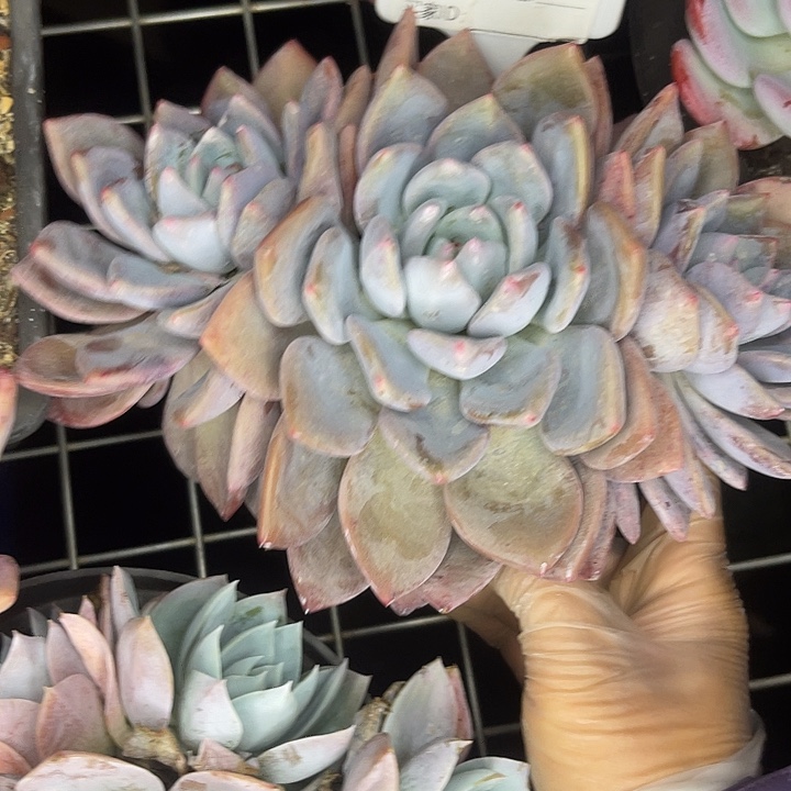 两单包邮，一物一拍156杂交