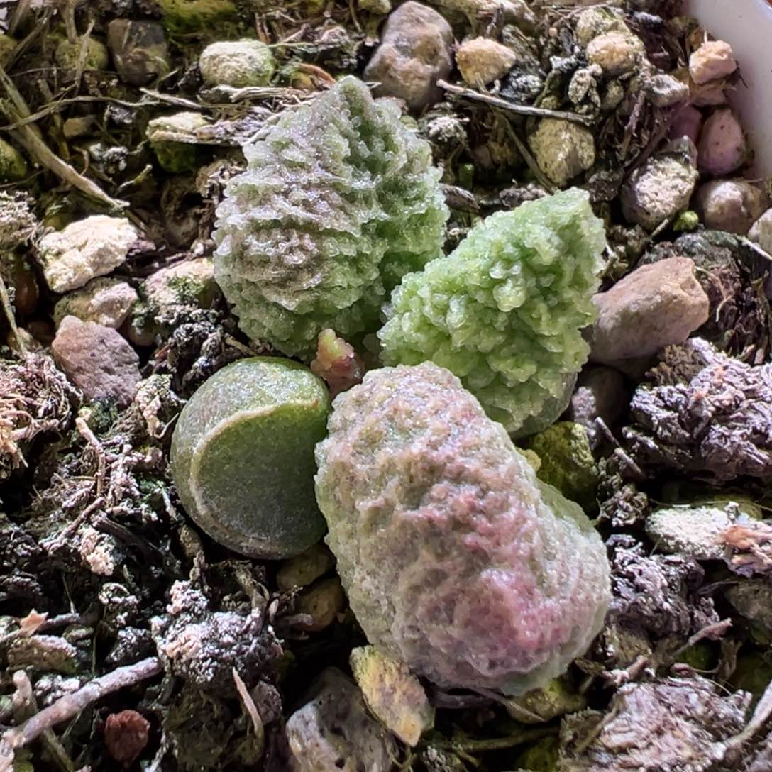 螺旋纹新品多肉植物水泡