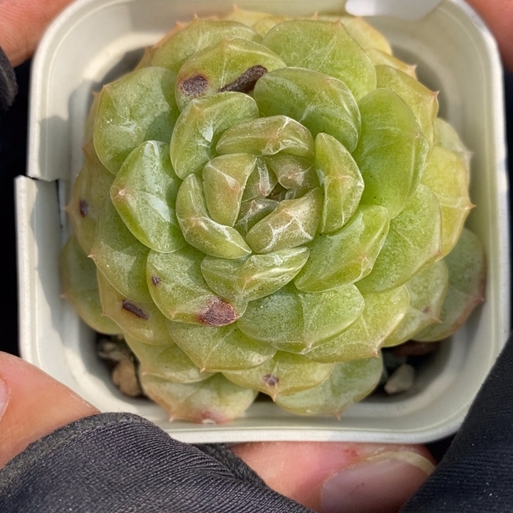 1209-545。白恋多肉